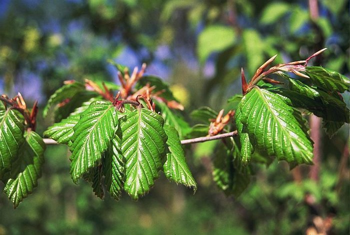 Carpinus betulus